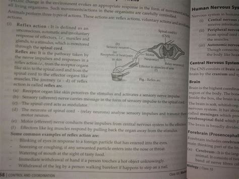 what is reflex action? explain the mechanism of it - Brainly.in