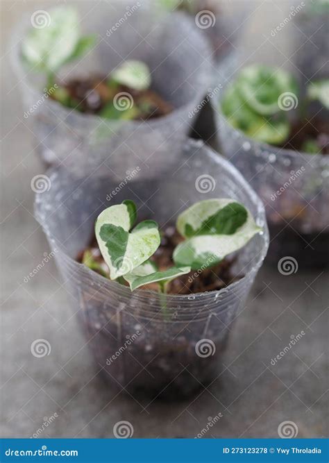 Pothos Plant Propagation Using Transparent Plastic Pots. Stock Photo ...