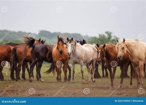 A Bunch of Horses Standing in a Field Together Looking at the Camera ...
