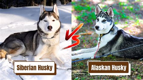 Alaskan Husky Vs. Siberian Husky: Was Ist Der Unterschied? Pet YOLO