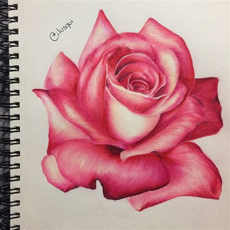 Flower Drawing Colour Pencil at James Sabin blog