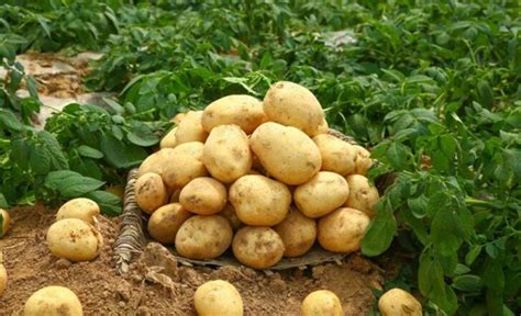 土豆什么时候种植最好 吃土豆的好处 —【发财农业网】