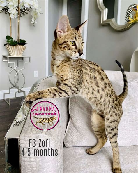 F3 Savannah Cat