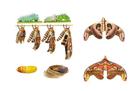 Mammoth Moth Life Cycle