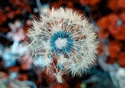 Image result for JSON API Icon Transparent