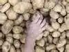 potato prices increase: Latest News & Videos, Photos about potato ...