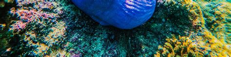 Join In Day Trip To Koh Nangyuan And Koh Tao From Samui in Suratthani ...