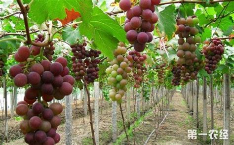 葡萄种植：葡萄的秋冬季管理方法 - 种植技术 - 第一农经网