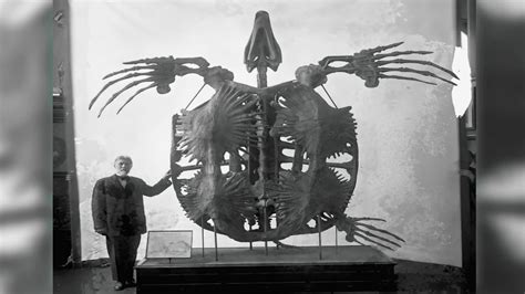 The Giant Prehistoric Turtle From 80 Million Years Ago