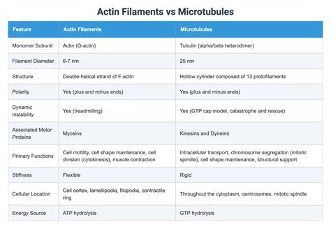 Actin Filaments vs Microtubules