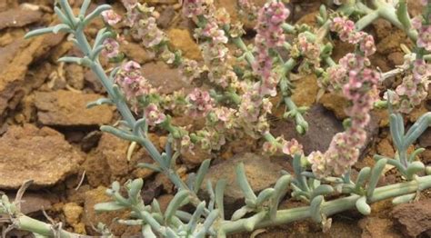 Salsola oppositifolia Desfontania