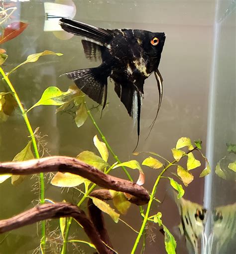 Sexing angelfish : r/AngelFish