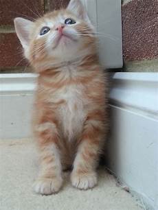 kitten for sale kittens for sale crawley west sussex pets4homes kitten for sale kittens for sale crawley west sussex pets4homes