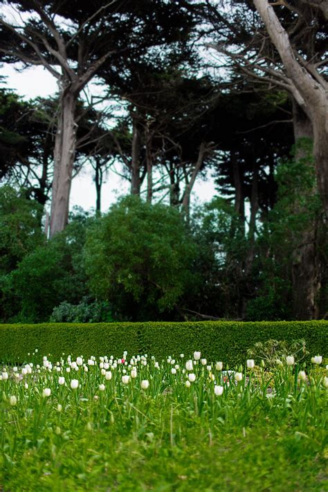 Queen Wilhelmina Tulip Garden | Tulips garden, Tulips, Floral garden