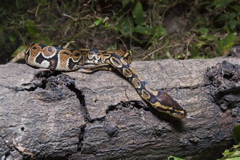 Rezultat imagine pentru Wild Docmntary Snake Python's Kaa