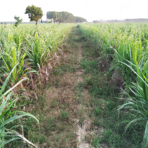 Beginning of Farming 的图像结果