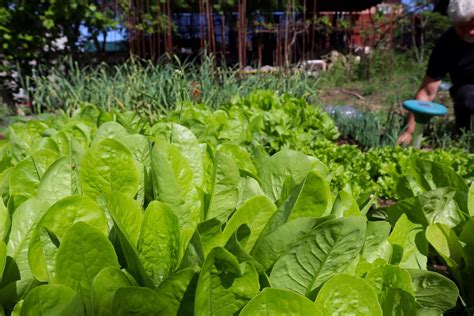 Grow Spring Vegetables 的图像结果