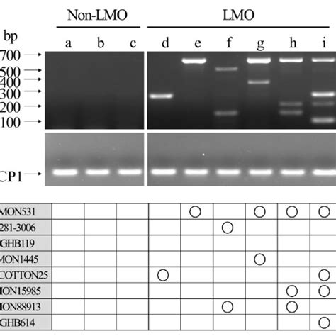 Image result for Multiplex PCR Primer Design