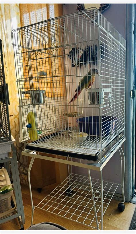 Image result for Bird Box for Conures