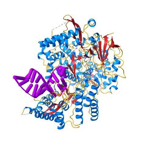 RNA Polymerase Structure 的图像结果