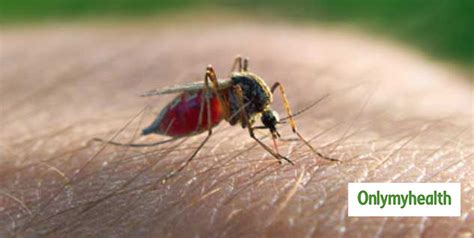 World Mosquito Day 2019: Signs And Symptoms of Cerebral Malaria ...