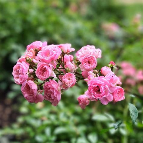 15 Types Of Miniature Roses By Color - SONG OF ROSES