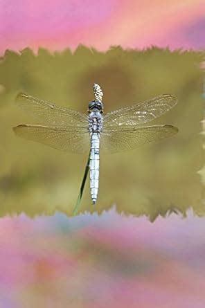 Buy Dragonfly: Journal/Log/doodle/sketch/drawing/notebook; Unruled Book ...
