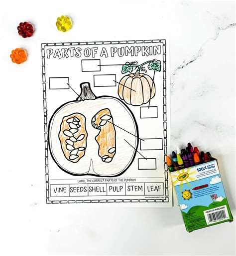 Parts of a Pumpkin Worksheet (Free Coloring Page)
