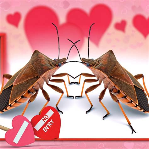 Are Kissing Bugs a Danger in Your Home? | My pest pros