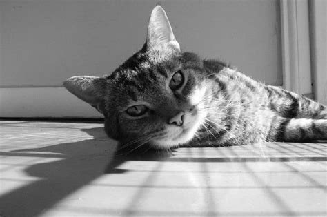 Histogram Equalization in Digital Image Processing 的图像结果