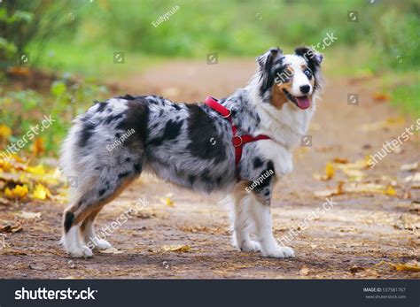 What Is A Merle Australian Shepherd