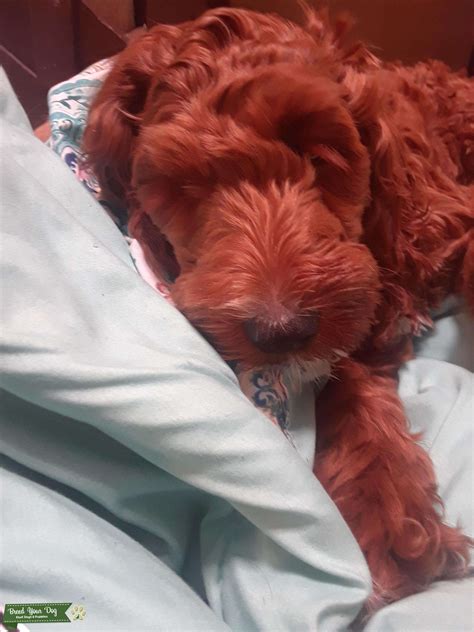 Image result for Red Cockapoo
