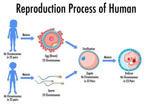 Reproduction Process in Human 的图像结果