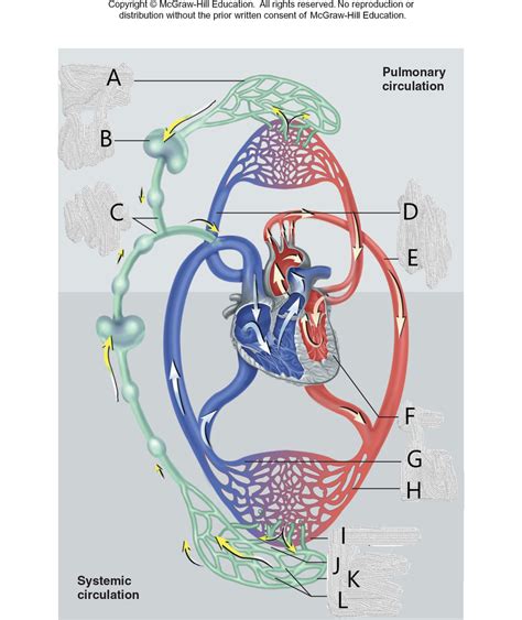 Image result for Lymphatic System Flow