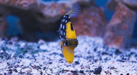 How Many Fish Go in a 30-Gallon Marine Aquarium? - Pets