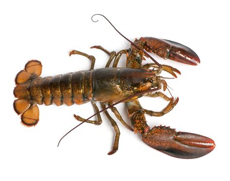 2#-15# Live Maine Lobster (price per lb) - NOLA Lobsters Direct