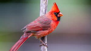 Red cardinal wallpapers hd, desktop backgrounds, images and pictures