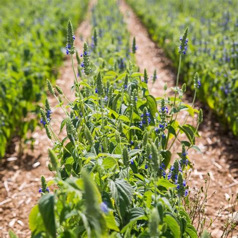 Chia Seeds From Plant at Jerry Fifield blog