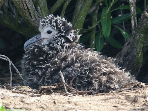 Laysan Albatross - eBird
