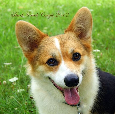 Pembroke Welsh Corgi Tri Color