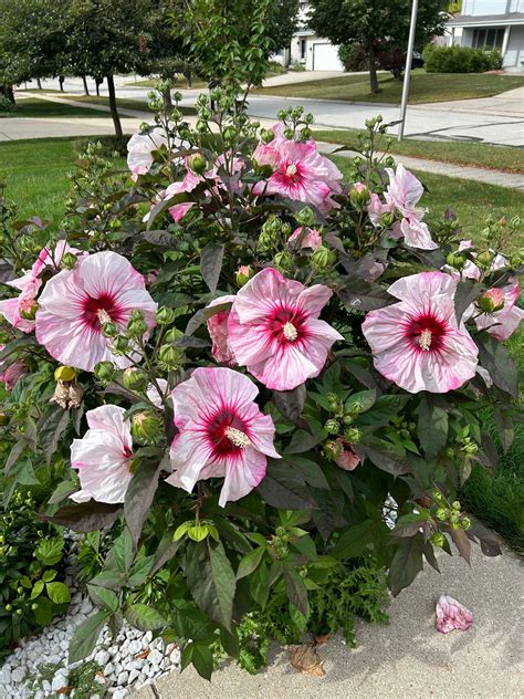 What Is Hardy Hibiscus at Margaret Meldrum blog