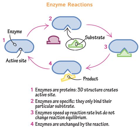 Image result for Enzyme Introduction
