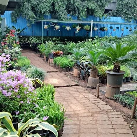 Discover Ankur Nurseries Products, Reviews & Information | LBB