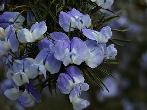 Psoralea pinnata - Blue Pea, Blue Broom, African Scurf Pea, Fountain ...