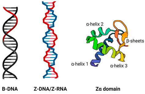 Searching for New Z-DNA/Z-RNA Binding Proteins Based on Structural Similarity to Experimentally ...