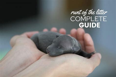 Why Is There A Runt In The Litter at Laverne Haskins blog