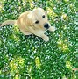 Image result for Springtime Puppies
