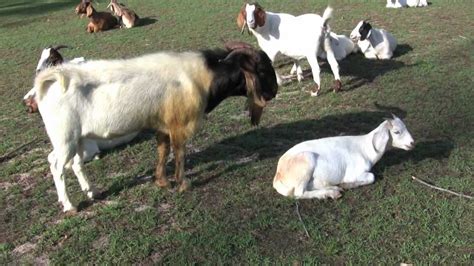 Image result for Goat Mating Behavior