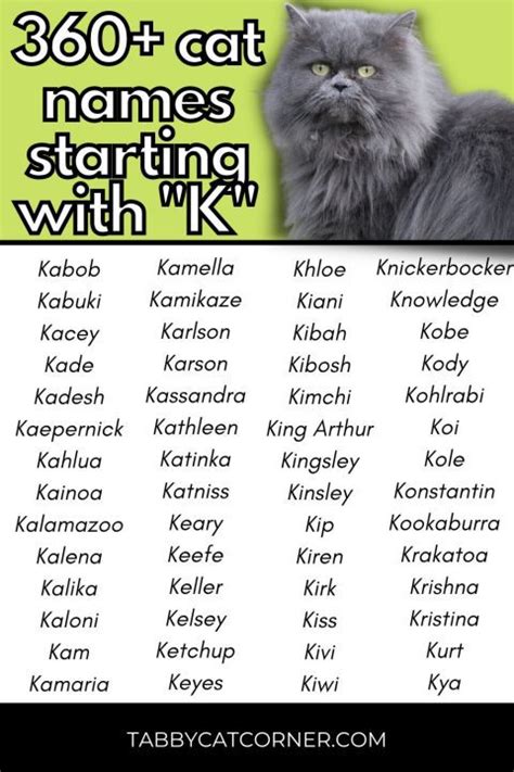 363 Best Cat Names Starting With K in 2023 - Tabbycatcorner