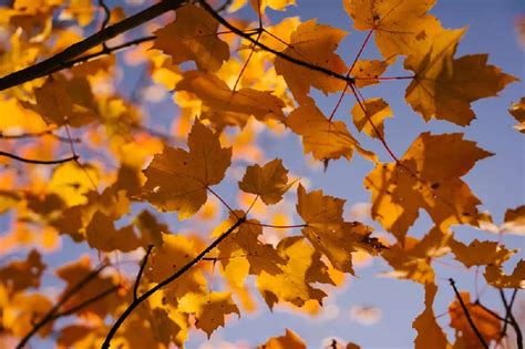 Image result for Silver Maple Tree Fall Color